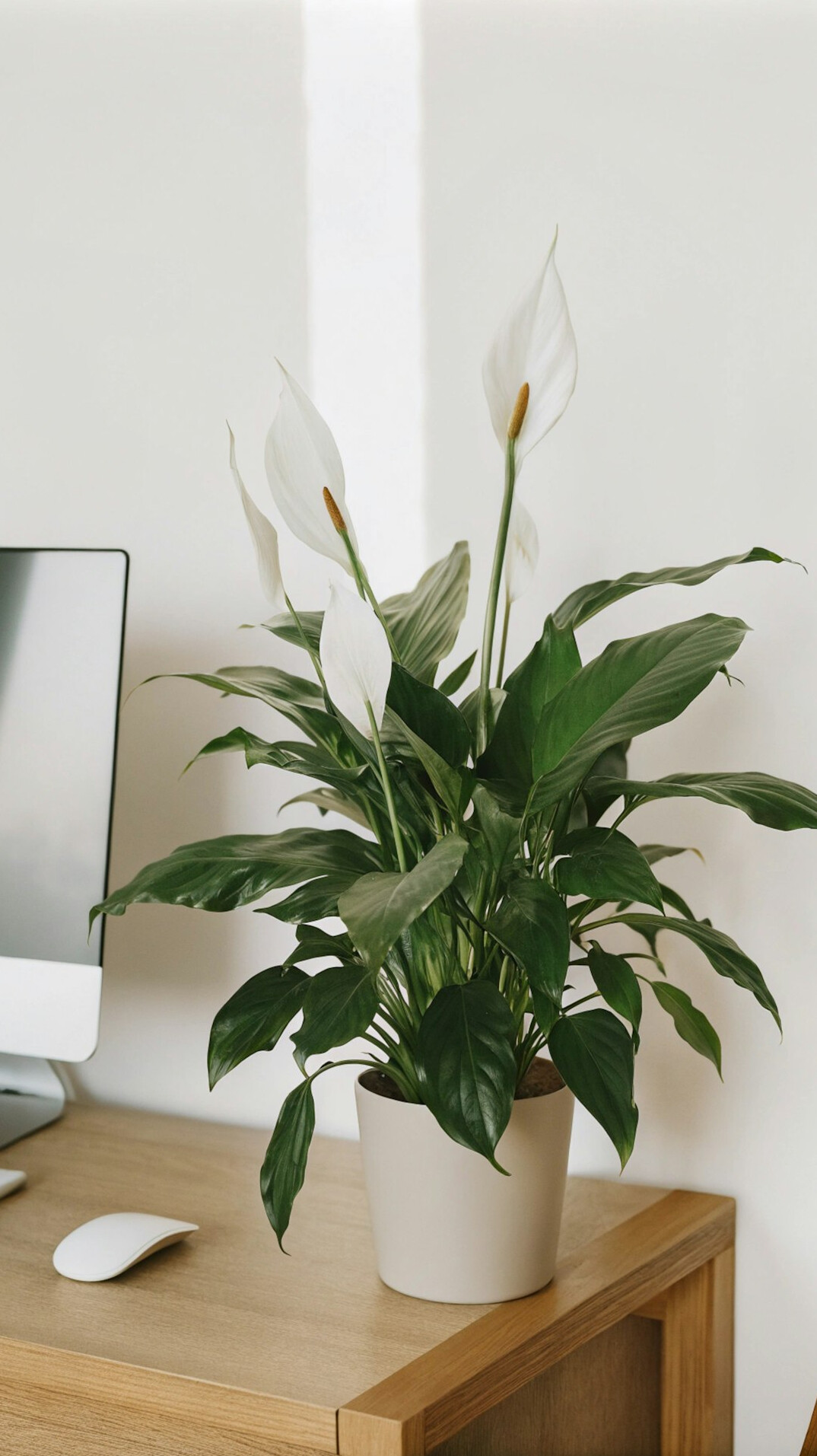 Laptop showing an online course on a tidy desk with a plant